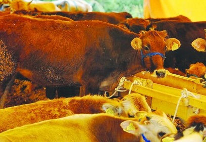 Bu yıl kurban ithalatı yok