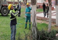 Budama yapıyoruz diye parkta ağaç bırakmıyorlar