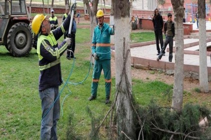 Budama yapıyoruz diye parkta ağaç bırakmıyorlar