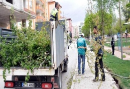 Budanan ağaçlar yoksullara dağıtıldı