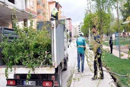 Budanan ağaçlar yoksullara dağıtıldı