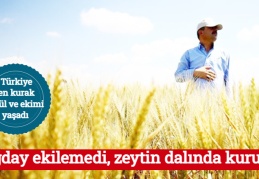 Buğday ekilemedi, zeytin dalında kurudu