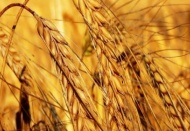 Buğday fiyatı 2014 yılında, bir önceki yıla göre yüzde 10.6 artarak 0.74 TL oldu