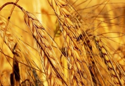 Buğday fiyatı 2014 yılında, bir önceki yıla göre yüzde 10.6 artarak 0.74 TL oldu