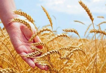 Buğday fiyatı geçen yıla göre yüzde 3,3 arttı