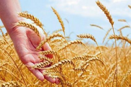 Buğday fiyatı geçen yıla göre yüzde 3,3 arttı