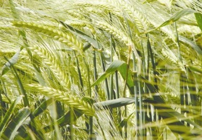 Buğday fiyatı yüzde 12.6 arttı