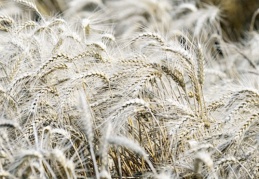 Buğday fiyatları 14 yılın zirvesinde