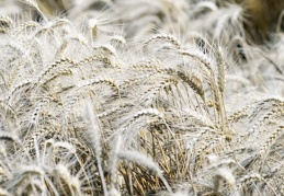 Buğday fiyatları 14 yılın zirvesinde