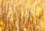 Buğday fiyatları 9,34 dolarla 2021'den bu yana en yüksek seviyeyi gördü