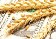 Buğday fiyatları altı yılın zirvesine çıktı