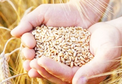 Buğday fiyatları artıyor, acil önlem alınmalı