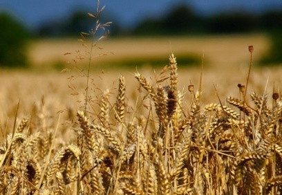 Buğday fiyatları haftaya yükselişle başladı