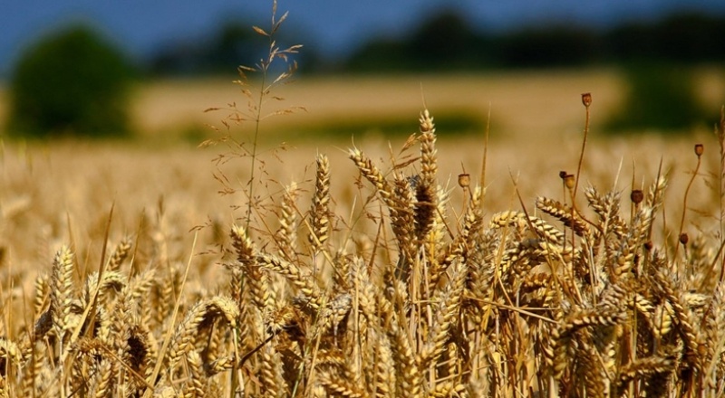 Buğday fiyatları haftaya yükselişle başladı