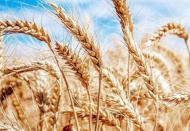 Buğday fiyatları rekor seviyeye yaklaştı