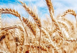 Buğday fiyatları rekor seviyeye yaklaştı