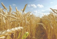 Buğday fiyatları üç haftanın zirvesinde
