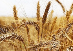 Buğday fiyatları yeniden tırmanışta