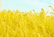 Buğday için müdahale alım fiyatı ton başına 605 lira.
