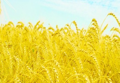 Buğday için müdahale alım fiyatı ton başına 605 lira.