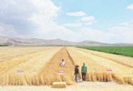 Buğday ithal edip tarlalara TOKİ dikiyoruz