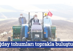Buğday tohumları toprakla buluştu