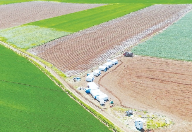 Buğday, üreticisinin yüzünü güldürüyor