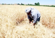 Buğday üretim maliyetleri çiftçiyi vurdu: Yüzde 70'i zararına satış yaptı