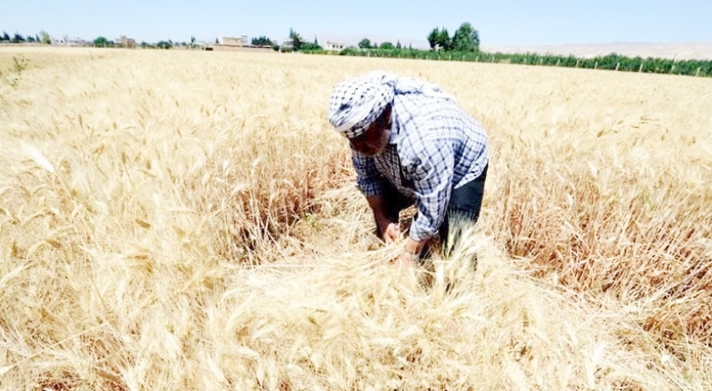 Buğday üretim maliyetleri çiftçiyi vurdu: Yüzde 70'i zararına satış yaptı