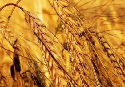 “Buğday üretimi rahatlıkla 22 milyon tonu aşar”