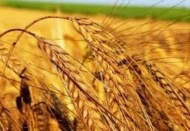 Buğday üretimi yeterli ekmek zammı söz konusu değil