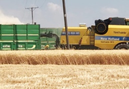 Buğday ve arpa rekoltesi yükselişte
