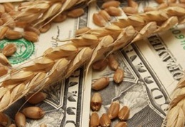 Buğdayda 'savaş' tehlikesi: Fiyatlar yüzde 10 ila yüzde 20 civarında artabilir