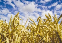 Buğdayda en yüksek ikinci rekolte bekleniyor