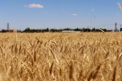 Buğdayda fiyatların düşmesine neden olan Hükümet, primi artırarak hatasını telafi etmeli