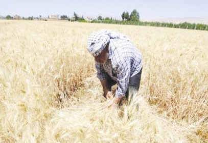 Buğdayda rekolte düştü