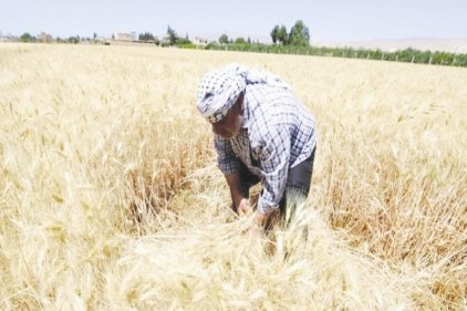Buğdayda rekolte düştü