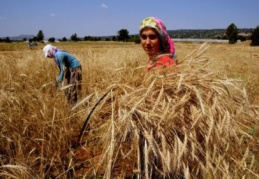 Buğdayın bereket rüzgarı artık Sibirya’dan esiyor 