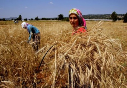 Buğdayın bereket rüzgarı artık Sibirya’dan esiyor 