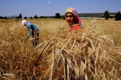 Buğdayın bereket rüzgarı artık Sibirya&#8217;dan esiyor 