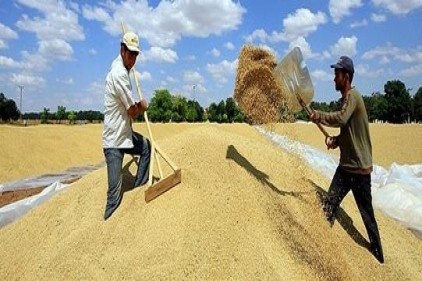 Buğdayın kaderi ABD&#8217;de cuma günü belli oluyor