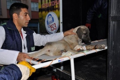 Bugün köpeğe taş atan  yarın insana silah sıkar&#8230;