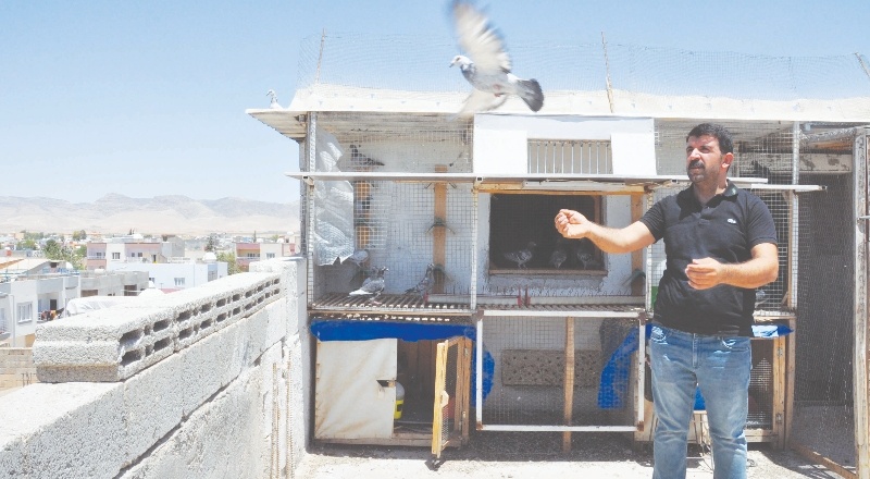 Bulgaristan’dan havalanan posta güvercinleri Kızıltepe’ye ulaştı
