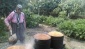 Bulgur kaynatma sezonu başladı 