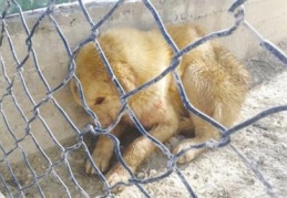 Bunu hangi insan kılıklı yaptı?