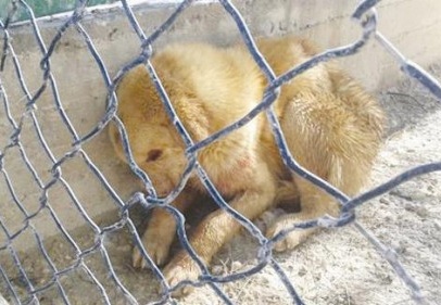 Bunu hangi insan kılıklı yaptı?