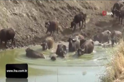 Burası Afrika değil, Ergani
