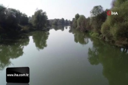 Bursa'da yine çevre katliamı!