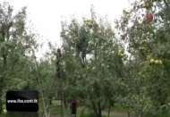 Bursa'nın dünyaca ünlü deveci armudunun hasadına başlandı
