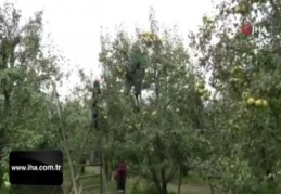 Bursa'nın dünyaca ünlü deveci armudunun hasadına başlandı
